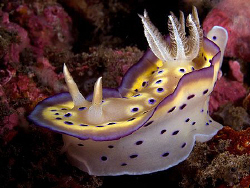 Chromodoris kuniei, Tulamben by Doug Anderson 